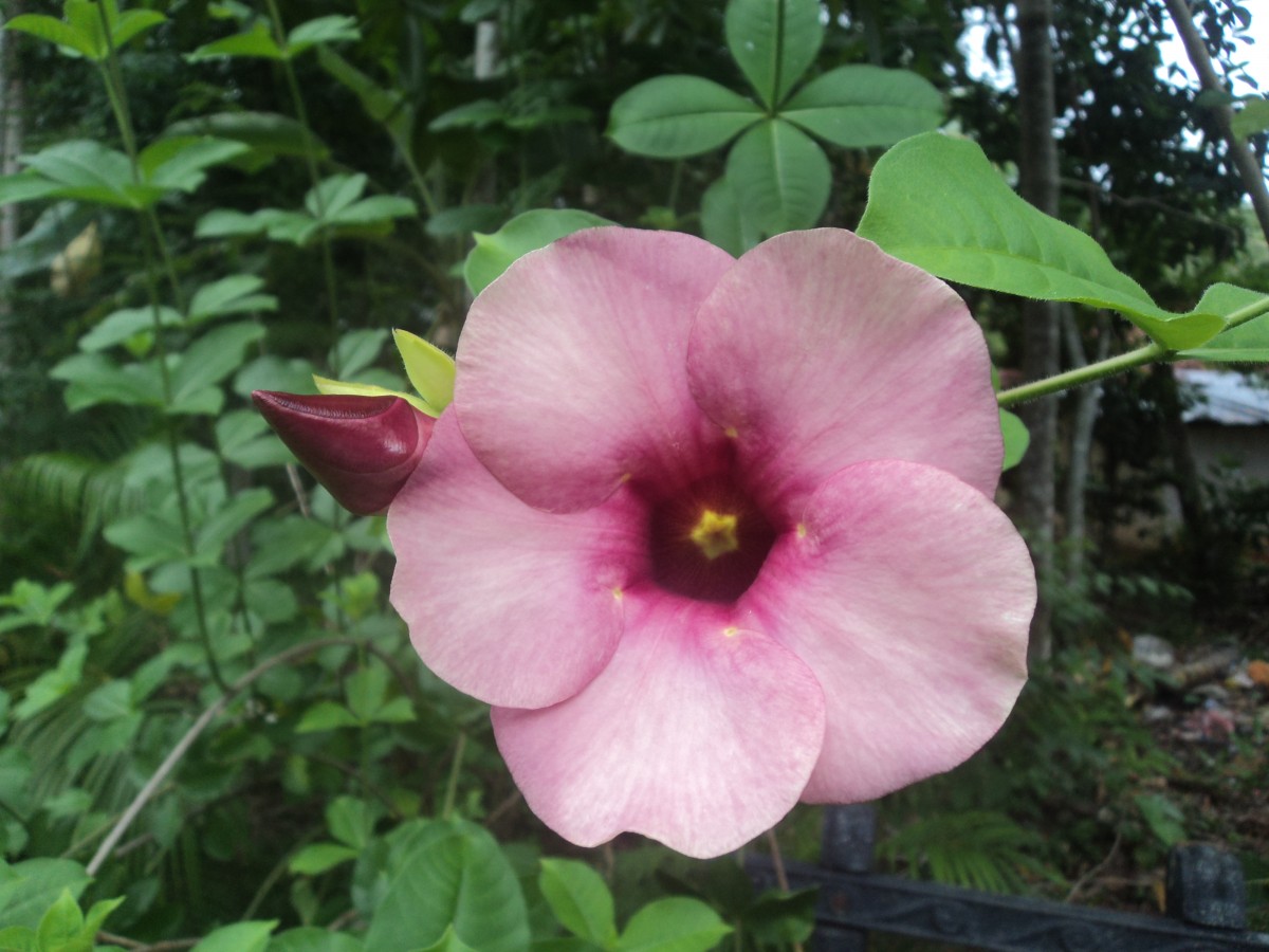 Allamanda blanchetii A.DC.